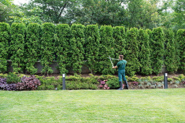 Best Organic Lawn Care Solutions  in Oak Hill, TN