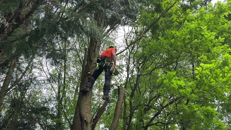 Best Tree Health Inspection  in Oak Hill, TN