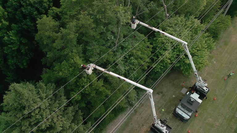 Best Tree Risk Assessment  in Oak Hill, TN