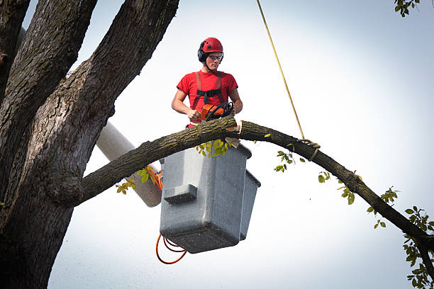 How Our Tree Care Process Works  in  Oak Hill, TN