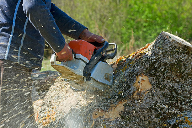 Best Tree Cabling and Bracing  in Oak Hill, TN