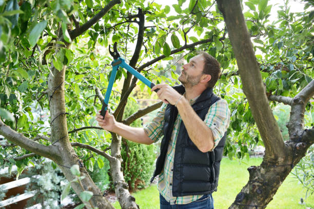 Best Tree Maintenance Programs  in Oak Hill, TN